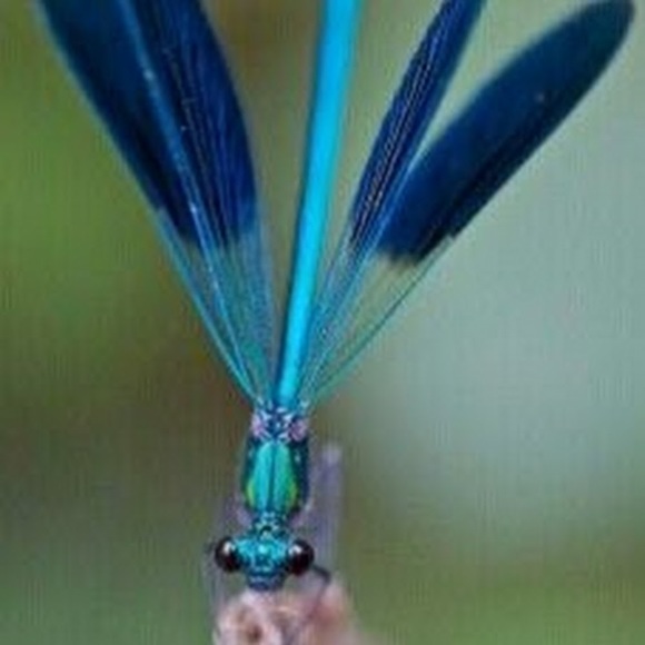 Meet your Posher, Kimberly - Picture 4 of 4